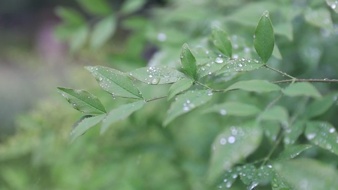 下雨雨中植物雨滴雨中花瓣