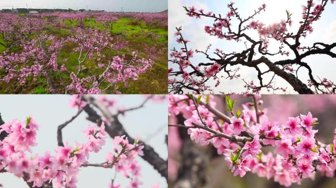 桃花桃林桃树