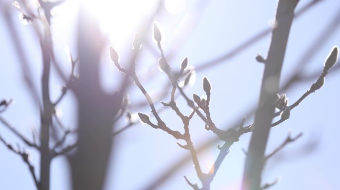 逆光炫光杨树，树枝萌芽，温暖阳光，