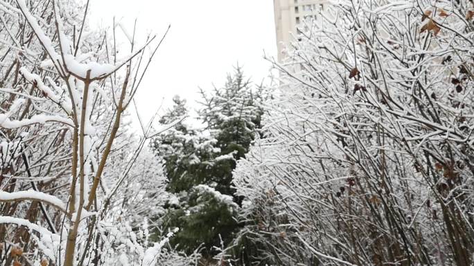 小区下雪雪景树挂冬天唯美