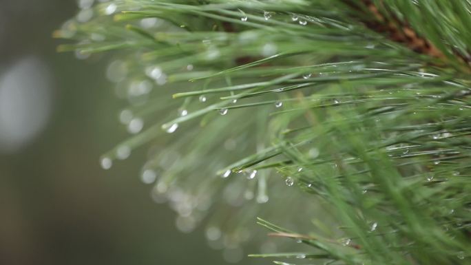 高清实拍雨中松柏树