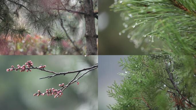 高清实拍雨中松柏树