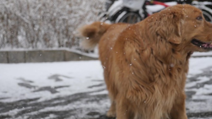 小区下雪遛狗