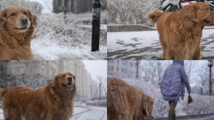 小区下雪遛狗