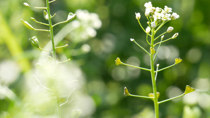 荠菜花_野菜