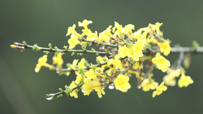 雨中黄花特写