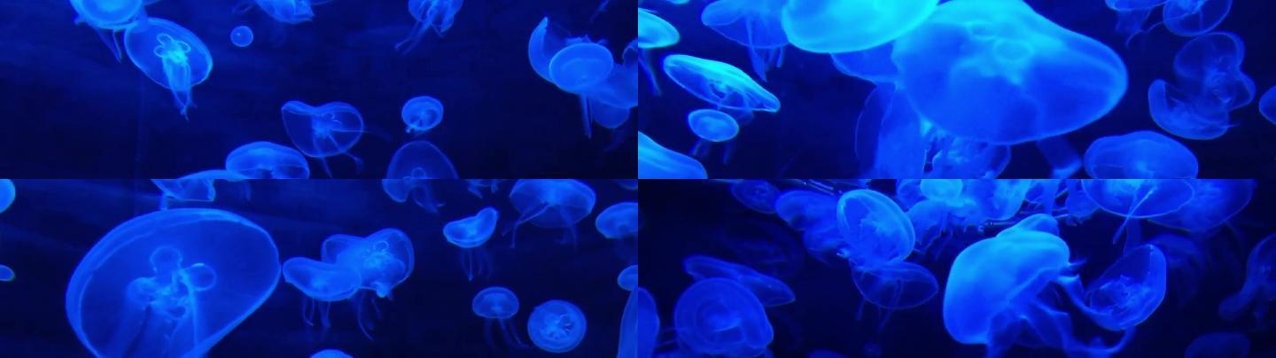 神奇蓝色水母奇妙海底世界视频