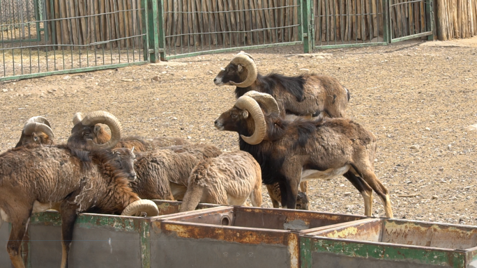 动物园动物熊猫大象羚羊牦牛火烈鸟