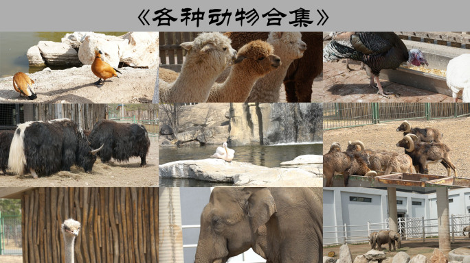 动物园动物熊猫大象羚羊牦牛火烈鸟
