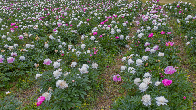 四川省眉山市彭山区凤鸣花谷芍药花海视频