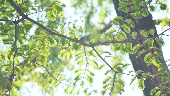【4k画质】夏季阳光透过嫩绿树叶生机勃勃
