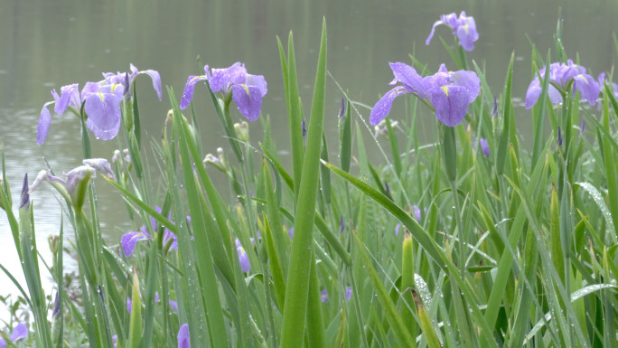 雨中花菖蒲