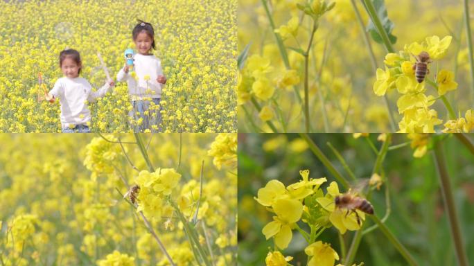 油菜花