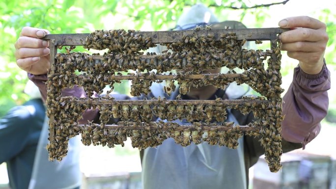实拍高清养蜂人