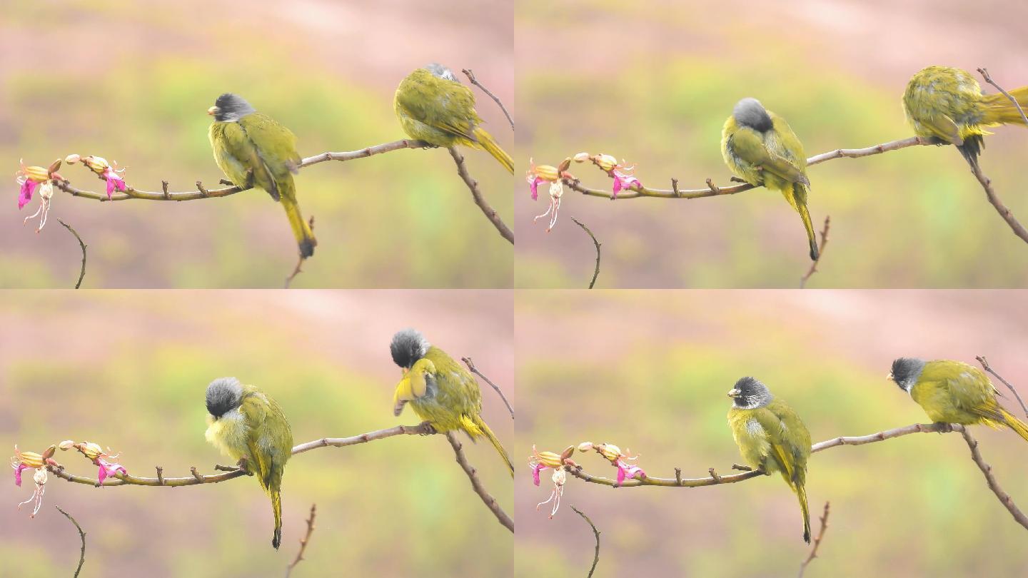 鸟语花香一对小鸟梳妆