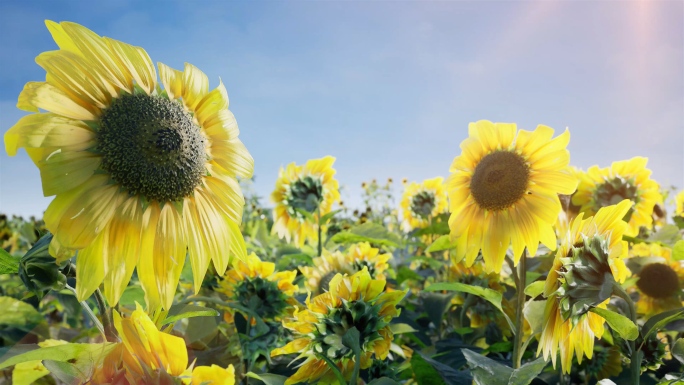 1080P太阳花向日葵视频素材
