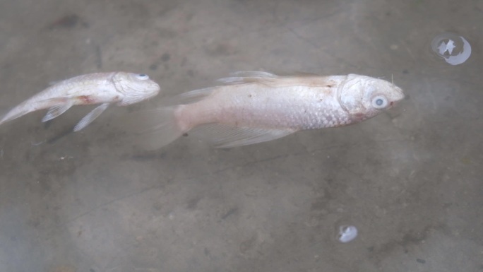 水污染污染死掉的锦鲤死鱼