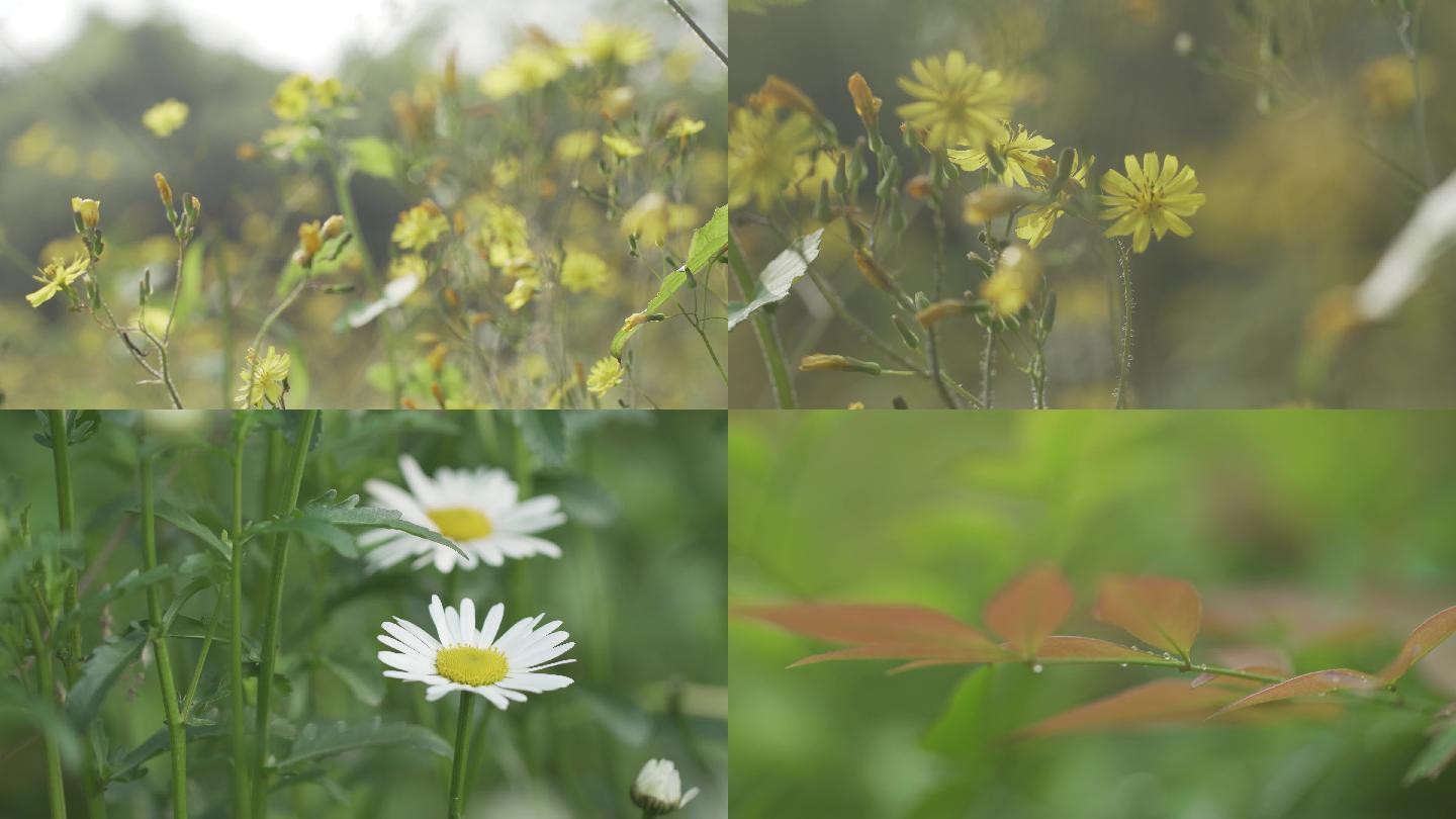 小清新阳光清晨树叶花朵雨水4K高清