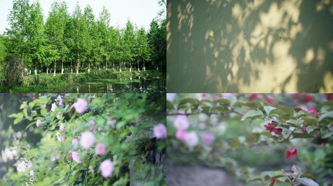 自然花草绿树花朵倒影4K高清素材