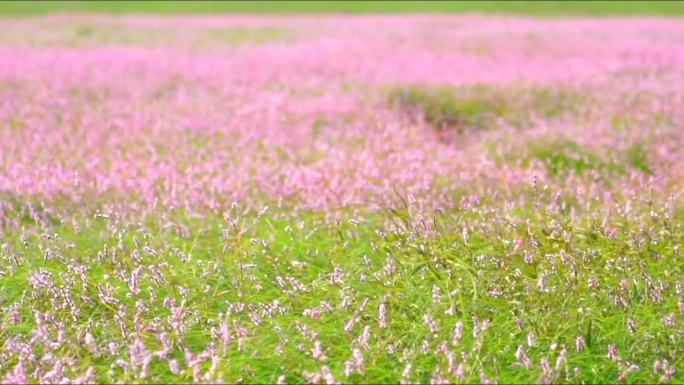 九江鄱阳湖都昌余干康山廖子花花海