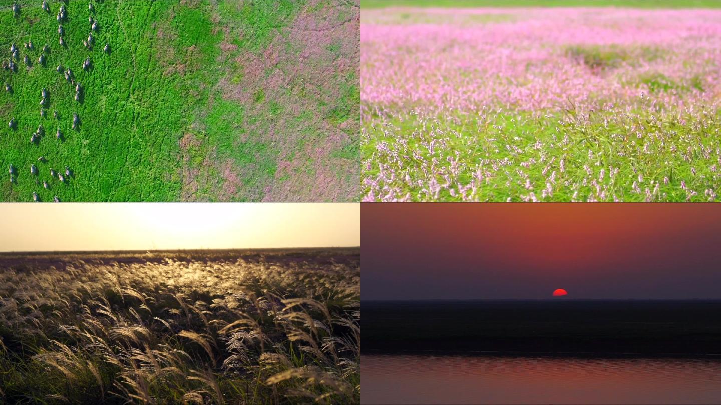 九江鄱阳湖都昌余干康山廖子花花海