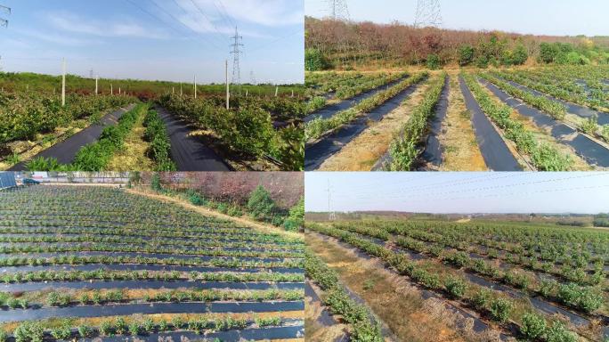 航拍蓝莓基地