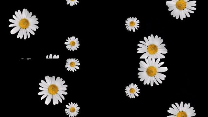 沉浸式投影素材白色鲜花朵朵飘落视频