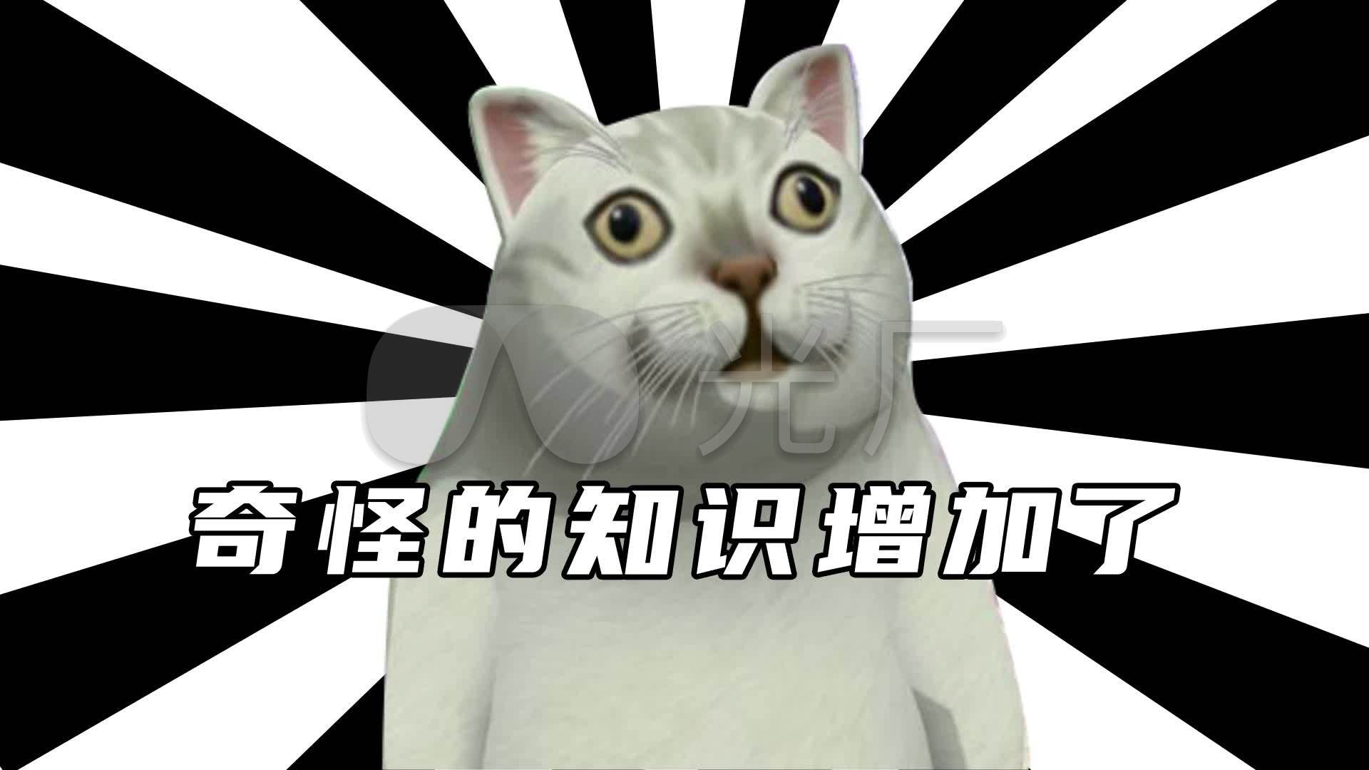 有哪些搞笑的猫咪表情包？ - 知乎