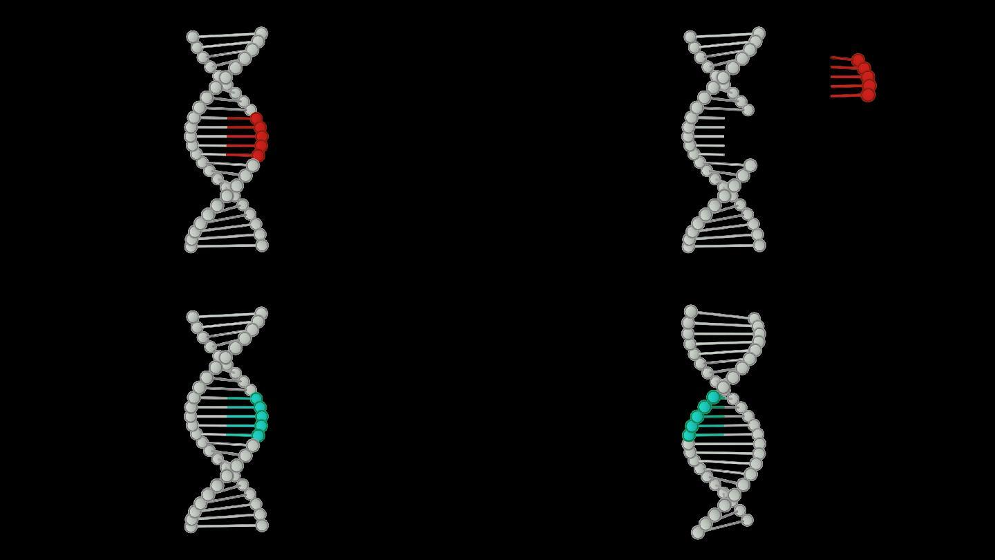 DNA编辑基因编辑通道