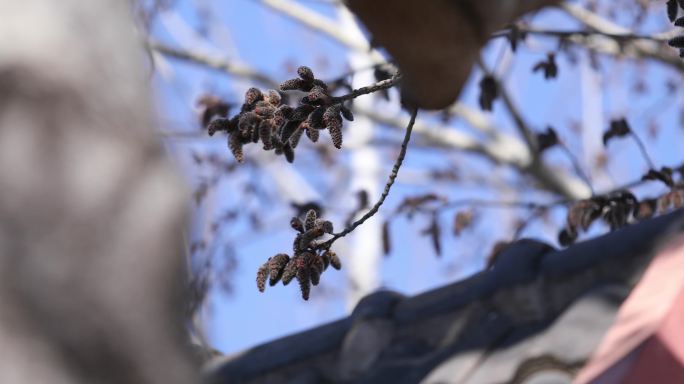 杨絮发芽，春天，恢复生机，杨树