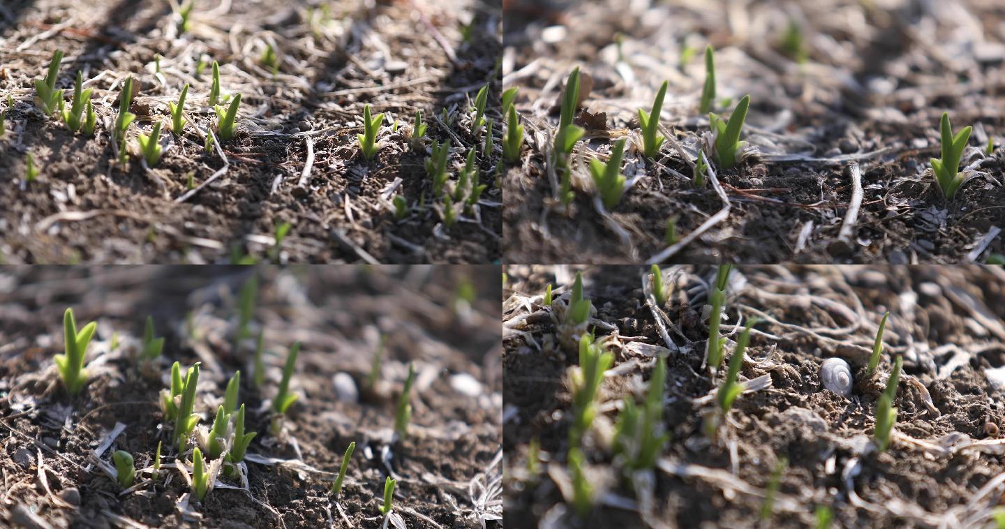北方初春，春天小草，发芽，恢复生机