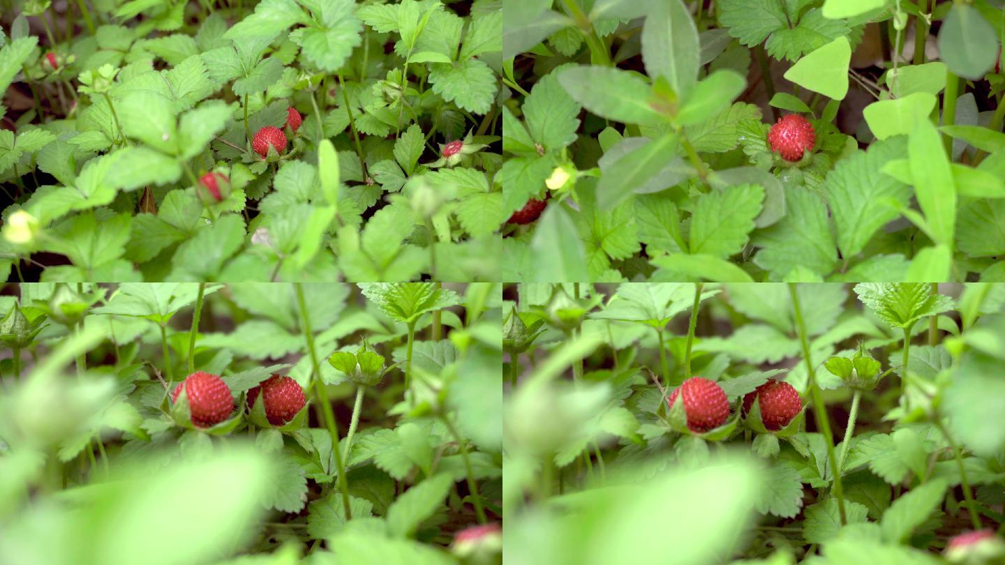蛇莓、野草莓实拍