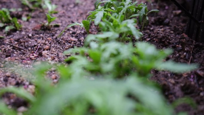 家庭小院中种植的蔬菜近距离