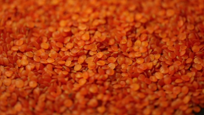 土耳其红小扁豆