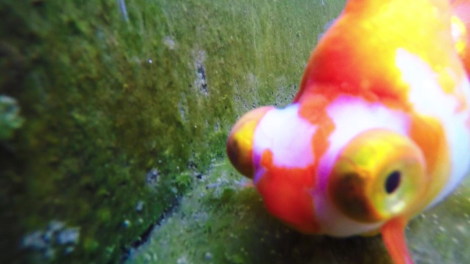 木海金鱼水下拍摄
