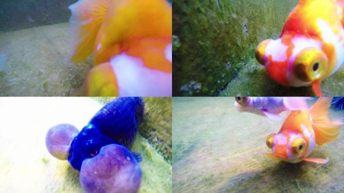 木海金鱼水下拍摄