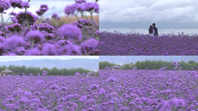 花海