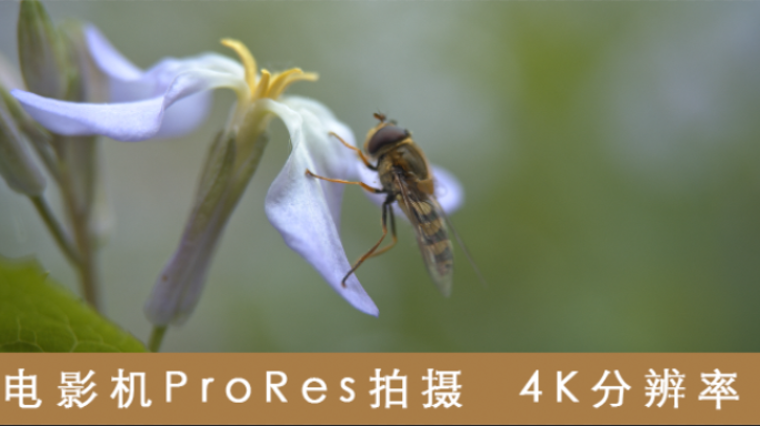 4K春天花香、特写大自然蜜蜂采蜜