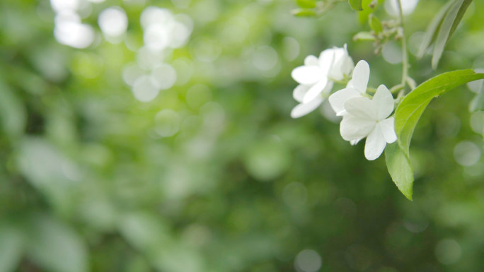 【4K】琼花、蝴蝶花