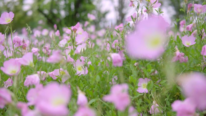 粉花月见草、夜来香