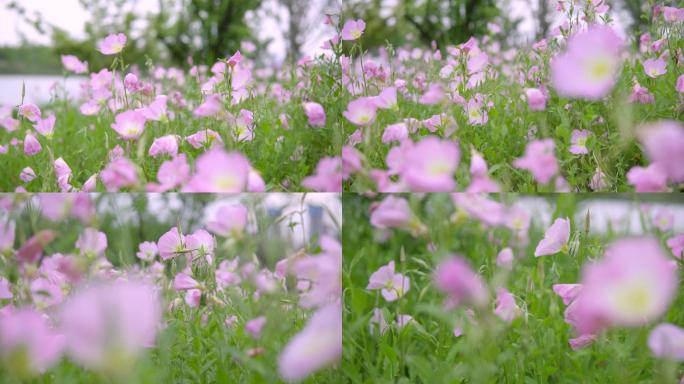 粉花月见草、夜来香