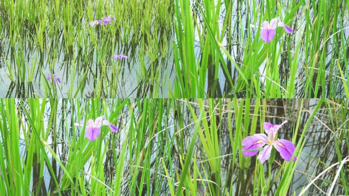 【4K】水中花菖蒲、紫花鸢尾