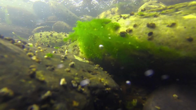 升格水下拍摄河水底水草鹅卵石