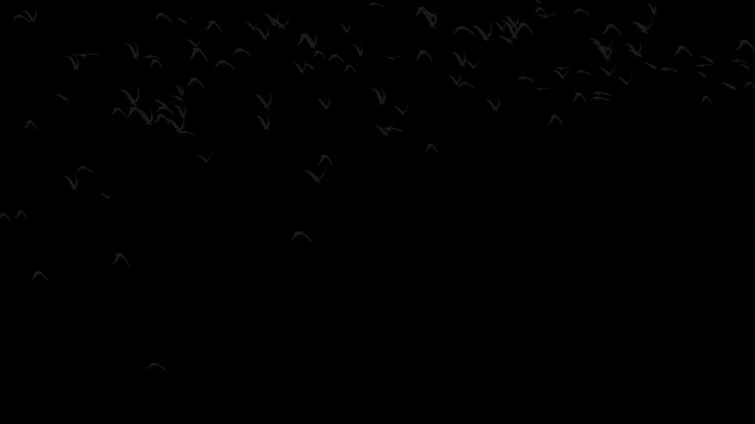 群飞鸟大雁