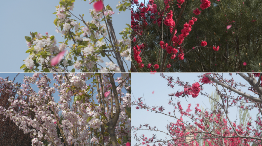 【原创】4K春天海棠花、海棠花各个角度