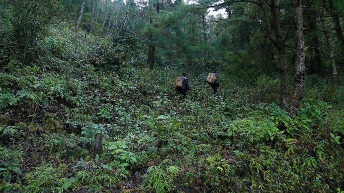 深山采药重楼种植