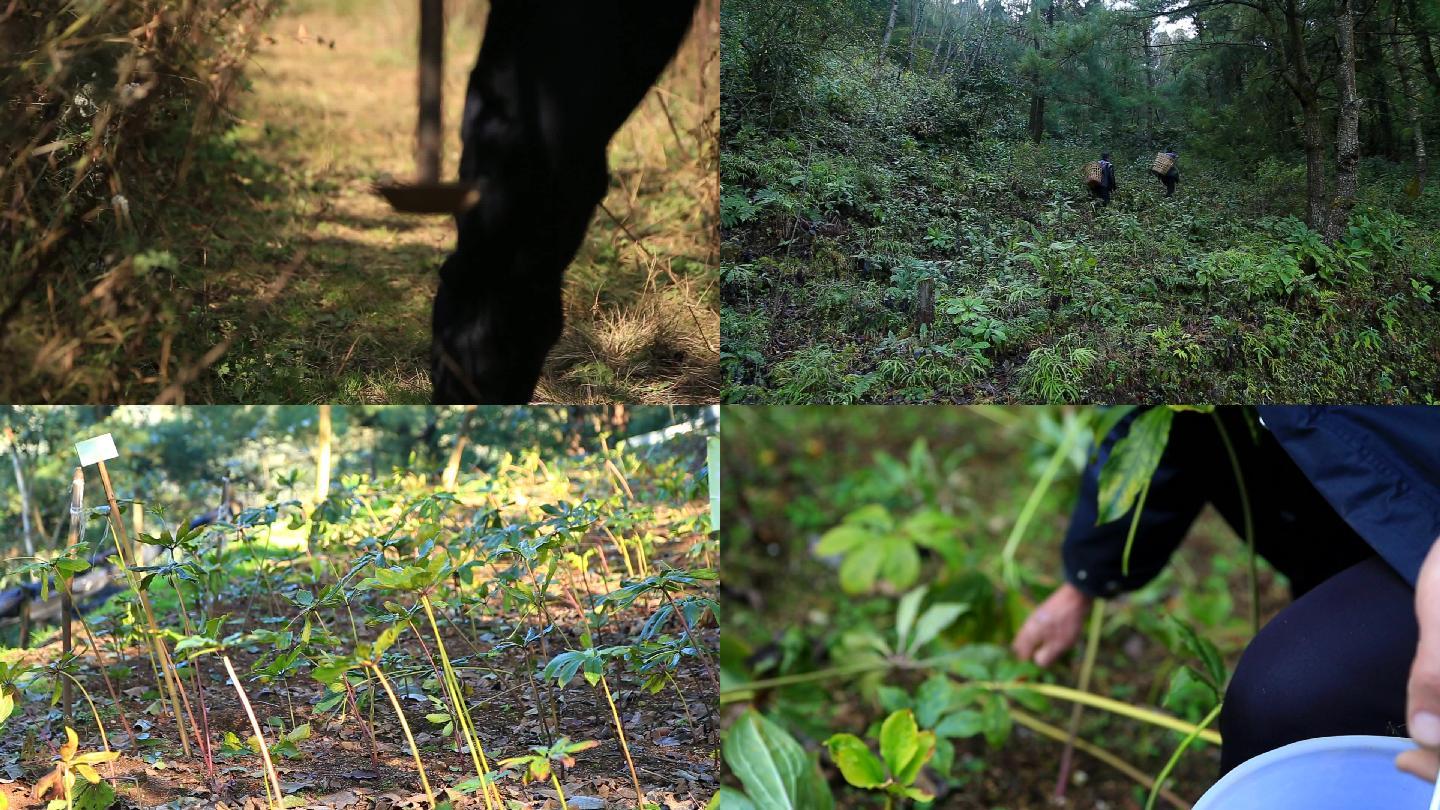 深山采药重楼种植