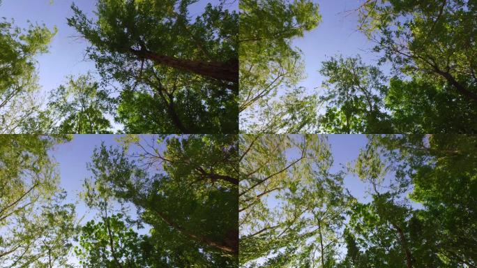 柳树摇动视频素材