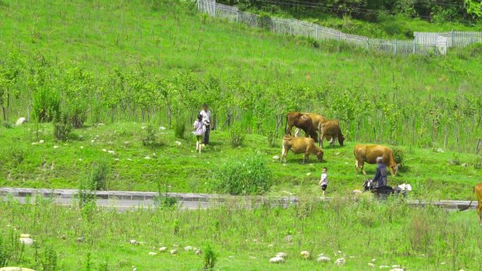 草场放牛人黄牛少量放牛农民放牛,60帧