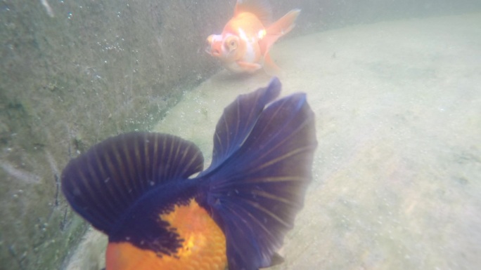 金鱼游动水下拍摄